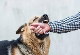 dog-bite-lawyer